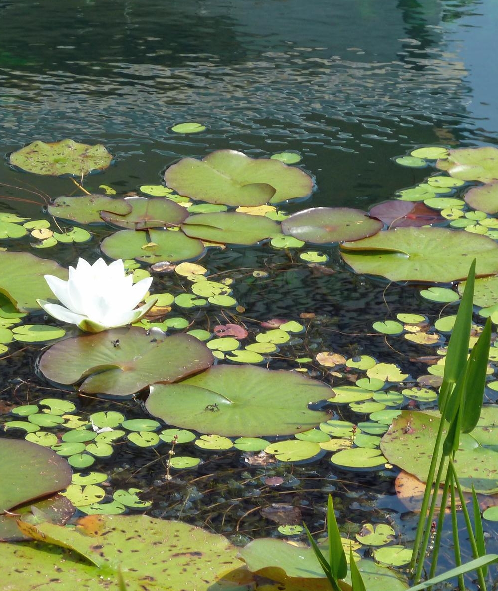 Gartenteich